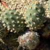 Cumulopuntia_tumida_2